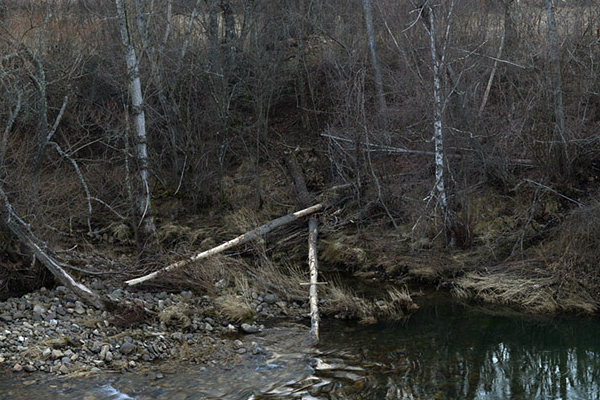 bosque de invierno